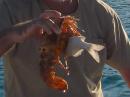 The rare lobster Mike speared: fish & lobster were in bucket togeter & lobster latched onto the fish
